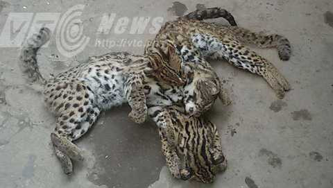 Hai chú báo mèo ở bãi giữa sông Hồng bị bắn chết và đưa vào nhà hàng