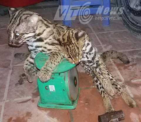 Báo mèo ở bãi giữa bị thợ săn làm thịt