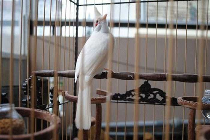 Trong số những con vật bạch tạng có giá đắt đỏ, chào mào bạch tạng được một người chơi sinh vật cảnh ở Hà Nội mua về với giá 100 triệu đồng. 