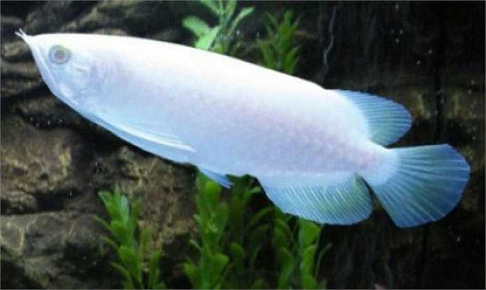 Tại Hà Nội, một đại gia cũng sở hữu cá rồng bạch tạng có giá 64.000 USD (trên 1 tỷ đồng). Đầu tư mua cá, bể và công chăm sóc loài cá siêu đắt này, không chỉ vì yêu thích mà vì ý nghĩa phong thủy mà chúng mang lại, cầu tài lộc, thịnh vượng cho gia chủ. 