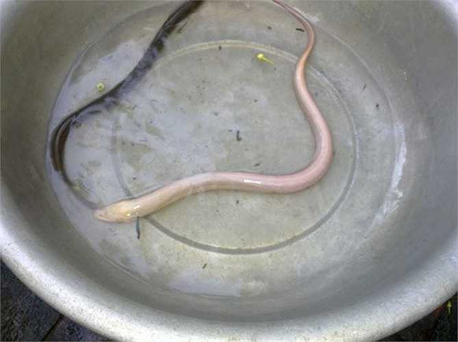 Lươn bạch tạng tùy theo cân nặng có thể 'đội giá' lên tới 4-5 triệu đồng. 