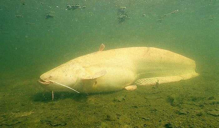 Cá trê Albino bạch tạng thậm chí còn được rao bán 3 triệu đồng/con. 