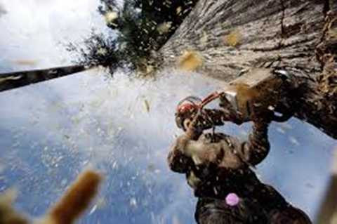 Tùy vào thời vụ, nghề công nhân khai thác gỗ có thể tạo ra thu nhập tốt hay không