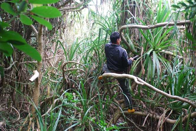 Trèo lên một cây dứa khổng lồ Trèo lên một cây dứa khổng lồ