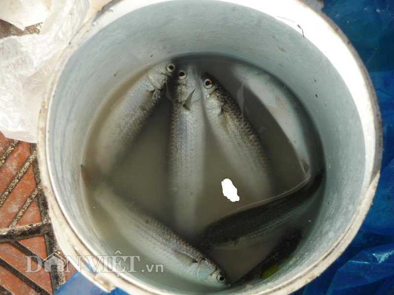 Dùng bột mỳ câu cá, kiếm nửa triệu mỗi ngày