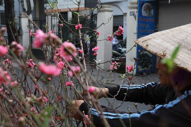 Người bán rong cho biết, để có được những cành đào nở đúng dịp này, các chủ vườn đào phải chăm sóc, tuốt lá cho hoa từ cách đây 1 tháng.