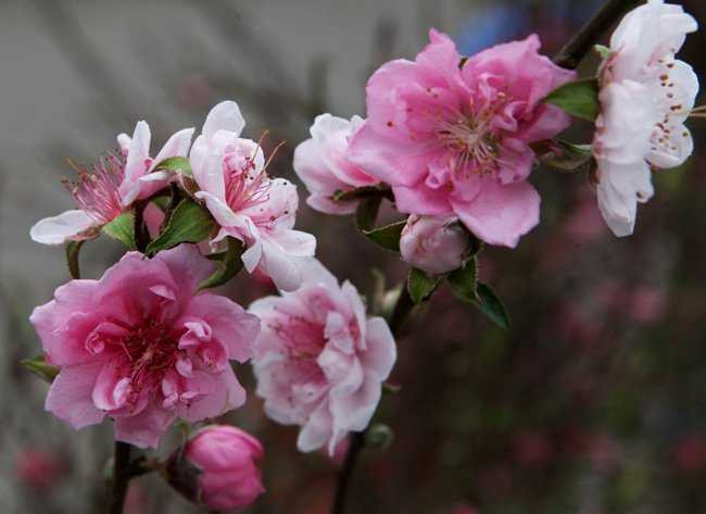 Để có những bông hoa đào trắng hồng như vậy, người trồng đào phải lai ghép rất khó khăn và phải có kinh nghiệm trong việc lai các giống đào với nhau.