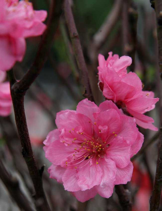 Đào già mới cho ra những bông hoa to và đẹp, một người bán hoa đào nhiều năm ở chợ Quảng Bá cho biết.