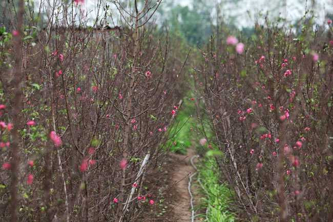 Một số luống đào ở Nhật Tân cũng bắt đầu ra nụ.