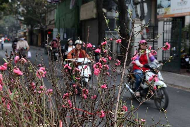 Đào phai, đào bích khoe sắc giữa phố phường Hà Nội, khiến nhiều người đi qua thích thú.