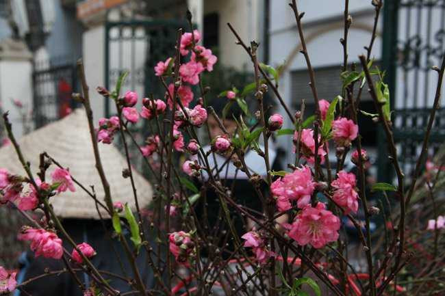 Hình ảnh khiến ai cũng nghĩ Tết đã về trên phố Hà Nội