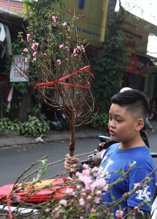 Những cánh hoa đào rực rỡ theo chân người dân về nhà hưởng không khí Tết sớm.