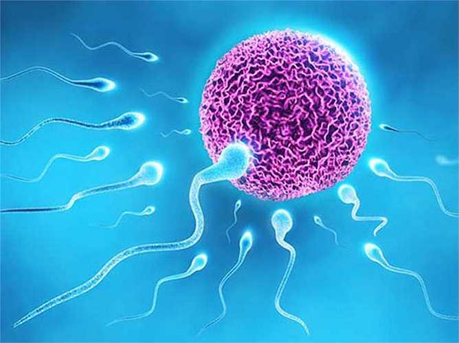 Tinh trùng được sử dụng để thụ thai trong ống nghiệm là một điều kỳ diệu của cuộc sống.