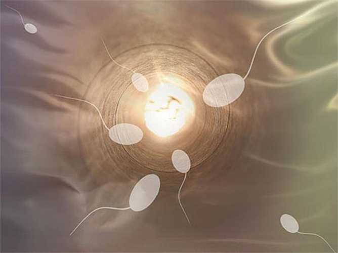 Tinh trùng so với các tế bào tinh dịch: Tinh trùng là một phần của tinh dịch. Tinh dịch màu trắng, là chất lỏng nhớt được sinh ra từ dương vật. Tinh trùng rời khỏi cơ thể thông qua sự kết hợp của các chất dịch cơ thể. 