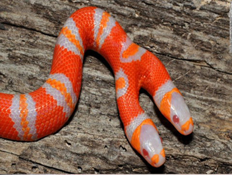 Rắn sữa vừa bị bạch tạng vừa có hai cái đầu Rắn sữa vừa bị bạch tạng vừa có hai cái đầu