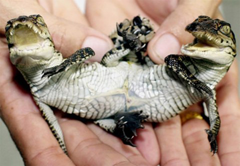 Con cá sấu 2 đầu xuất hiện tại trang trại cá sấu Samut Prakarn ở ngoại ô thành phố Bangkok - Thái Lan Con cá sấu 2 đầu xuất hiện tại trang trại cá sấu Samut Prakarn ở ngoại ô thành phố Bangkok - Thái Lan