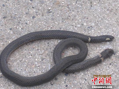 Rắn hai đầu luôn khiến người ta sợ hãi Rắn hai đầu luôn khiến người ta sợ hãi