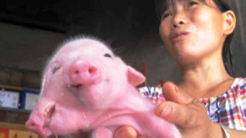 Lợn hai đầu ba mắt Lợn hai đầu ba mắt