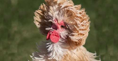 Gà đạt chuẩn trưởng thành sinh đẻ sau 8 tháng, sức đề kháng cao, đẻ trứng to và đều. Chúng có nhiều màu lông khác nhau như vàng, đen, trắng...