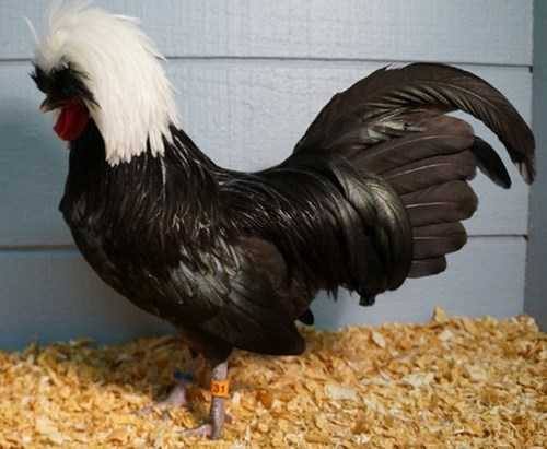 Gà Ba Lan có cân nặng trung bình khoảng 1,8–2 kg, năng suất trứng rất cao, 1-2 quả/ngày.