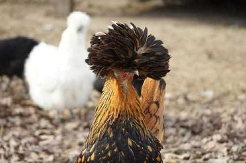 Tuy có năng suất trứng cao song nhiều đại gia tìm mua chúng chủ yếu để nuôi kiểng. Chúng từng gây sốt trong giới sinh vật cảnh khi giá bán lên tới 2.500 USD/con (khoảng hơn 50 triệu đồng).