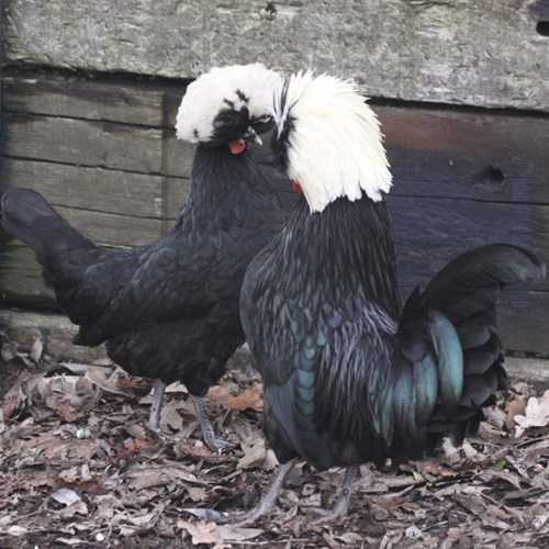 Theo thông tin của các trang trại gà giống ở Hà Nội, TP HCM, do giống gà này khá hiếm nên việc mua chúng cần liên hệ trước 1-2 tuần, gần sát Tết, mức giá có thể sẽ dao động theo hướng tăng lên vì hàng khan hiếm.