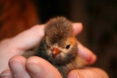 Hiện người muốn mua giống gà này có thể mua con giống với giá mềm hơn rất nhiều so với con trưởng thành (tùy theo độ tuổi của gà).