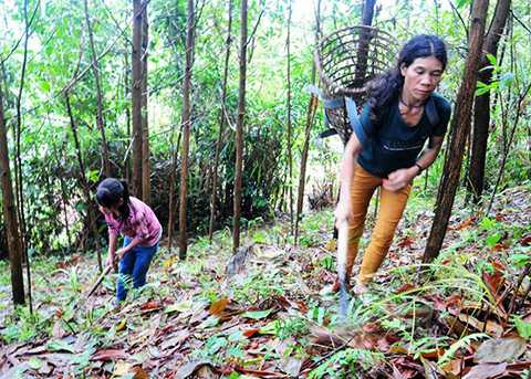 Cặp vợ chồng, khắc khổ, 13 đứa con, sống biệt lập, trong rừng, Quảng Ngãi