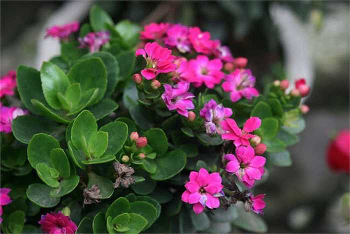 Hoa sống đời một loài hoa nhỏ nhắn mang sức sống bền bỉ, mãnh liệt cũng được yêu thích trong dịp tết. Nó tượng trưng cho sự sinh sôi, nảy nở và tình đoàn kết của các thành viên trong gia đình. 