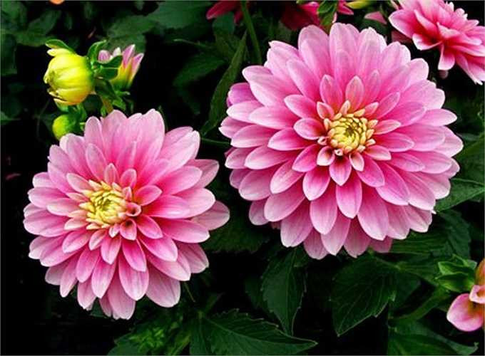 Hoa thược dược cũng là một gợi ý khi bạn muốn chọn một loại hoa đẹp, bền, nhiều màu sắc nổi bật cho ngày tết.