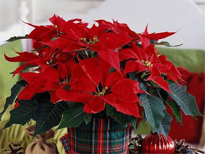 Trong phong thủy của người phương Đông, loài cây trạng nguyên mang lại vận đỏ, may mắn và biểu tượng cho sự thành đạt, học hành giỏi giang và đỗ đạt thành tài. Vì thế chưng một chậu trạng nguyên trong nhà ngày Tết là không thể thiếu đặc biệt là với các gia đình có con cái đang ở độ tuổi đi học.