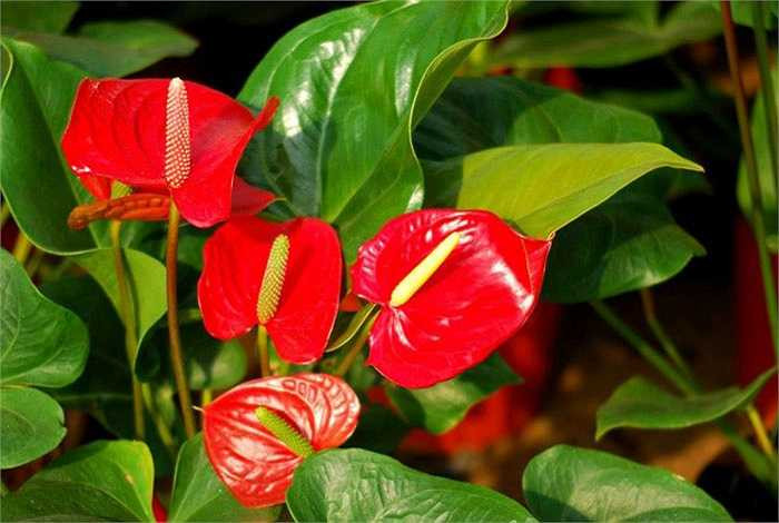 Hoa hồng môn có sự đa dạng về màu sắc: màu hồng, đỏ, tím nhạt, hoa có thể chơi lâu trong khoảng 2 tháng mà không cầu kỳ công chăm sóc. Theo quan niệm, hồng môn mang lại cho gia chủ sự bình an, may mắn.