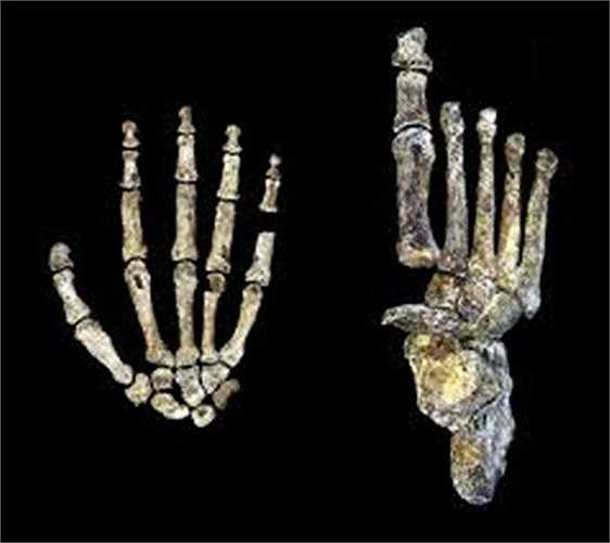 Khám phá tổ tiên loài người mới Homo nalendi. Vào tháng 9 vừa qua, các nhà khoa học đã công bố phát hiện tổ tiên mới của con người chưa từng biết trước đó. Tổ tiên Homo nalendi được tìm thấy trong một hang động ở Nam Phi.