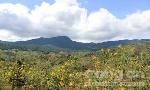 Những cung đường rừng được xức mùi của hoa dã quỳ hoang dại.