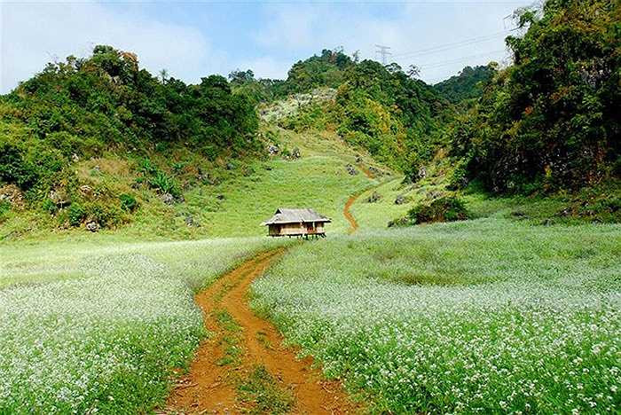 Theo anh Đỗ Quốc Tuấn (hướng dẫn viên du lịch): 'Tour du lịch Mộc Châu có lượng khách đông đảo nhất vào dịp này bởi tháng 12 được xem là thời điểm đẹp nhất để ngắm cánh đồng hoa cải và thăm nhiều cảnh sắc ở đây như nông trường chè, bản Ba Phách'. Giá tour Hà Nội - Mộc Châu (2 ngày 1 đêm) dao động từ 800.000 đồng đến 1 triệu đồng/người (di chuyển ô tô). 