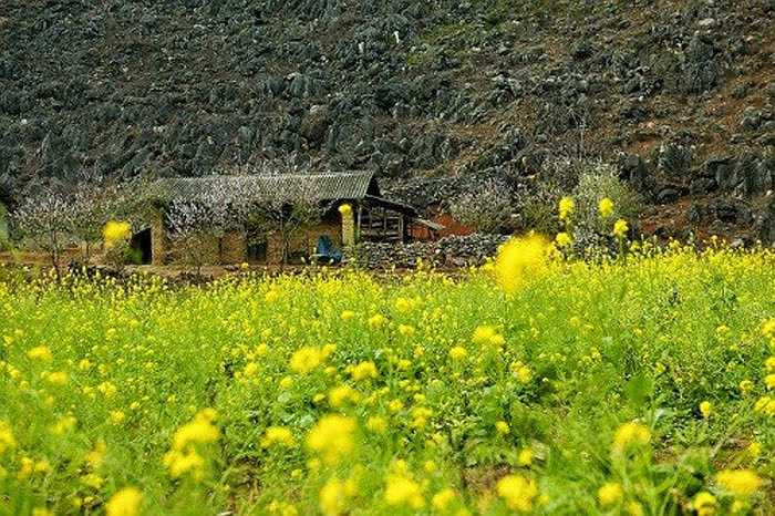 Đón Tết dương ở các điểm du lịch miền núi phía Bắc là lựa chọn của khá đông khách du lịch. Hà Giang vẫn là điểm đến được yêu thích trong dịp cuối năm 2015, đầu 2016. Giá hành trình đi Hà Giang (3 ngày 2 đêm) dao động từ 2,3 - 2,5 triệu đồng/người. 