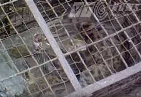 Một con báo mèo con bị bắt nhốt hồi đầu năm Ảnh do người dân cung cấp