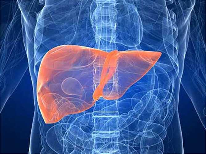 Bảo vệ gan: Các chất chống oxy hóa có trong cà phê giúp bảo vệ chống lại viêm nhiễm và gây bệnh gốc tự do hay độc tố. Uống 2-3 ly cà phê hàng ngày làm giảm nguy cơ các bệnh về gan như xơ gan và gan nhiễm mỡ do rượu. 