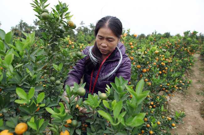 Vườn quất 500 cây nhà bà Minh Loan bắt đầu ngả sang màu vàng. Thời tiết nóng hay lạnh không sợ lắm, chỉ lo mưa nhiều gây thối rễ. Vườn nhà tôi chỉ một tháng nữa sẽ vàng ươm hết, bà Loan chia sẻ.