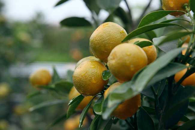 Quất bonsai tuy nhỏ so với quất truyền thống nhưng có giá rất cao, lên đến hàng chục triệu đồng. Bình thường, một cây quất bonsai có giá khoảng từ 1 - 5 triệu đồng. Dù khá đắt nhưng nhiều khách hàng vẫn không ngại chi khoản tiền lớn để sở hữu một chậu quất cảnh ưng ý.