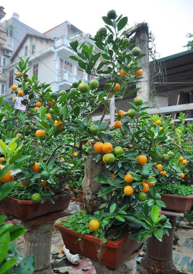 Hiện tại làng quất Tứ Liên có khoảng 10 gia đình trồng quất cảnh bonsai để phục vụ Tết năm nay. Trung bình, mỗi hộ thu lãi hàng trăm triệu đồng/mùa