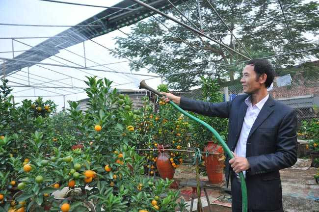 Ông Nguyễn thế Mạnh cho hay, năm nay khách hàng đến sớm hơn mọi năm vì thời gian giữa Tết dương lịch và tết âm lịch khong dài, để có quất đẹp nhiều người đã đi chọn quất sớm.