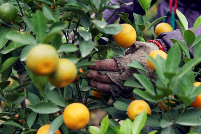 Việc buộc cành, định vị hình dáng cho những cây quất trĩu quả này mất rất nhiều thời gian.