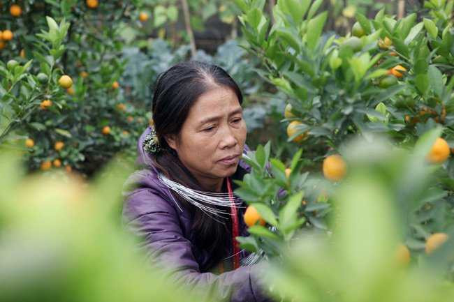 Thời điểm này đã có nhiều khách hàng đến chọn, đặt mua cây. Theo bà Loan, giá cả săm nay nhích hơn một chút so với năm ngoái.