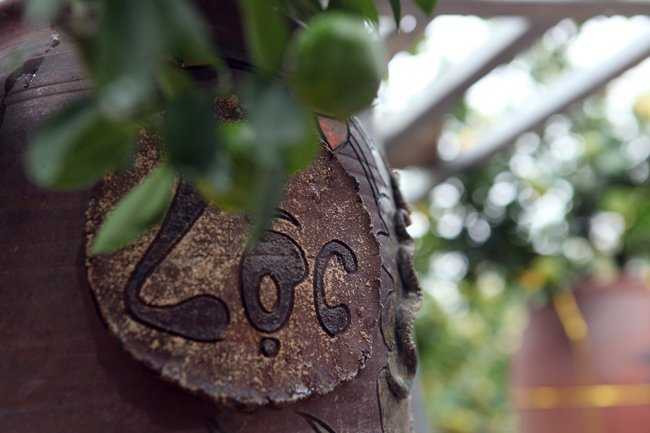 Bên cạnh đó, quất bonsai hot nhất là những cây quất nhỏ, dễ vận chuyển... hợp với những gia đình có không gian nhỏ