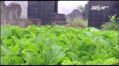 Khu nghĩa địa ở Cổ Nhuế, quận Bắc Từ Liêm, Hà Nội từ lâu đã phủ màu xanh của rau