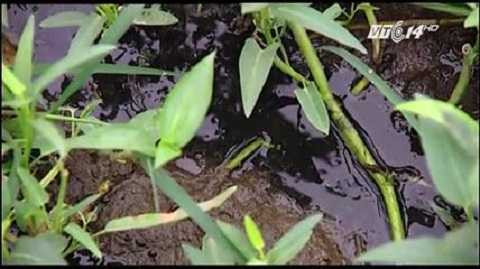 Rau vươn trên mặt nước đen ngòm và có lớp váng dày