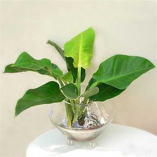 Chọn một chậu cảnh phong thủy Bách thủy tiên trong nhà, với nhiều người điều này mang ý nghĩa may mắn, thịnh vượng. Chúng là loại cây ưa nước, ưa ẩm, dễ trồng nên chỉ cần trồng thủy canh là có thể sống lâu, nở hoa đẹp. 