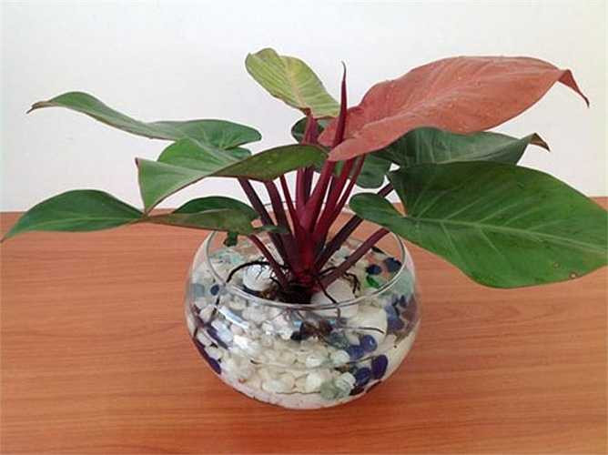 Cây trầu bà đế vương đỏ rất thích hợp để trang trí nhà, để bàn hoặc ban công. Cây thể hiện tinh thần đế vương, quyền uy. Trầu bà đế vương đỏ gây ấn tượng với màu lá