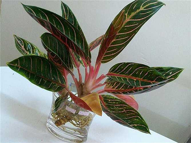 Dễ trồng và chăm sóc, cây thịnh vượng trong nước tượng trơng cho sự an khang, sự thịnh vượng, thích hợp đặt trong nhà hoặc trên bàn làm việc trong dịp năm mới. Chúng có giá từ 150.000 đồng/chậu. 